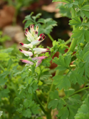 Martin's Ramping fumitory