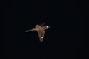 Nightjar