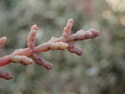One Flowered Glasswort
