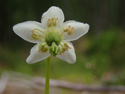 One Flowered Wintergreen