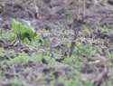 Paddyfield Pipit