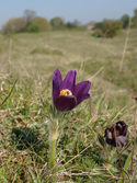 Pasque Flower