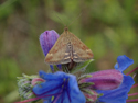 Pyrausta despicata