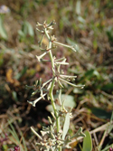 Pedunculate sea purslane