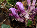 Purple Toothwort