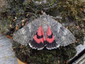 Red Underwing