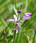Red Helleborine