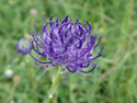 Round Headed Rampion