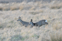 Roe Deer
