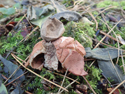 Rosy Earthstar