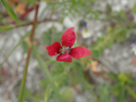 Rough Poppy