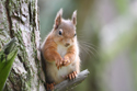Red Squirrel