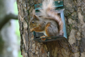 Red Squirrel