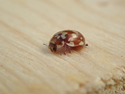 18 Spot Ladybird