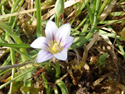 Sand Crocus