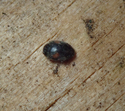 Schmitt's Scymnus