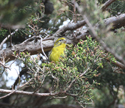 Serin