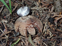 Striated Earthstar