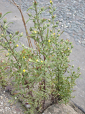 Stinking Fleabane