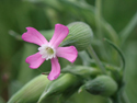Small Flowered Catchfly