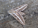 Striped Hawkmoth