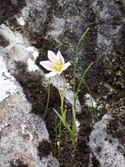 Snowdon Lily
