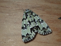 Scarce Merveille du Jour