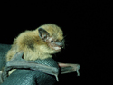 Soprano Pipistrelle