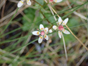 Starry Saxifrage