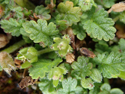 Sea Storksbill