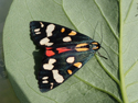 Scarlet Tiger