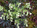 Skinking Hellebore