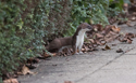 Stoat