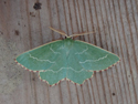 Sussex Emerald