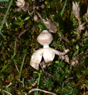 Tiny Earthstar