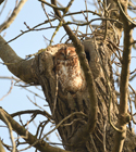 Tawny Owl