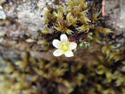 Tufted Saxifrage