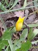 Wild Tulip