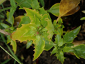 Upright Goosefoot
