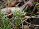 Upright Perennial Knawel