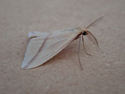 Vestal