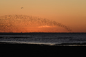 Waders