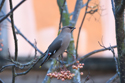 Waxwing