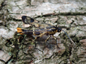 Welsh Clearwing