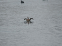 White Headed Duck