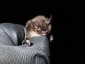 Whiskered Bat