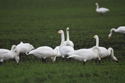 Whooper Swan