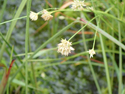 White Beaked Sedge