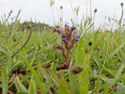 Yarrow Broomrape