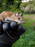 Yellow Necked Mouse